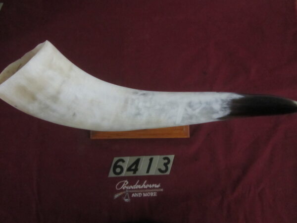 6413 Extra Large Horn- Left - Scrimshawable