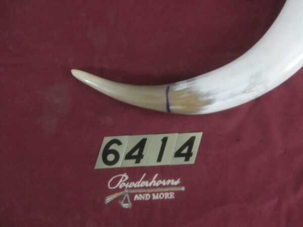 6414 Large Horn- Left - Scrimshawable