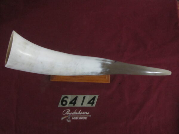 6414 Large Horn- Left - Scrimshawable