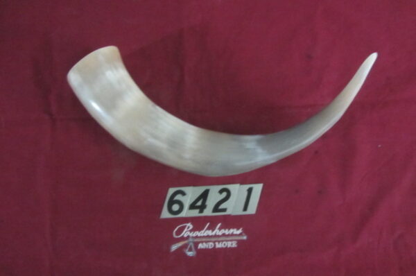 6421 Extra Large Horn-Left