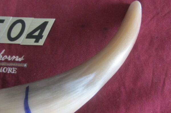 6504 Humongous Horn - Right